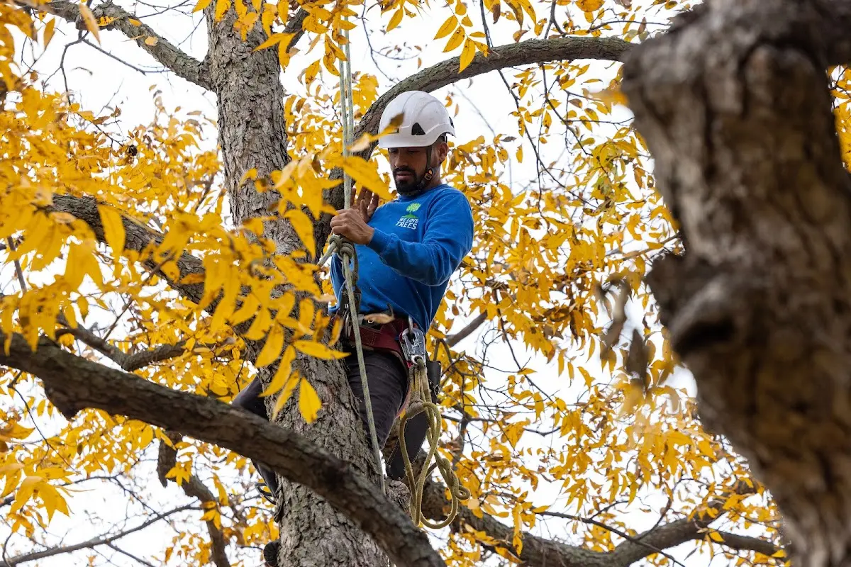 Skilled Dead Tree Removal crew working in Sheridan