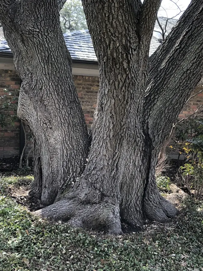 Mature heritage tree close to a Sheridan property cared for by certified arborists